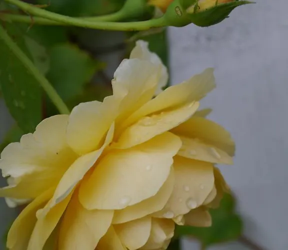 Im Neubauernweg 3 شقة هوبيغارْتْنْ